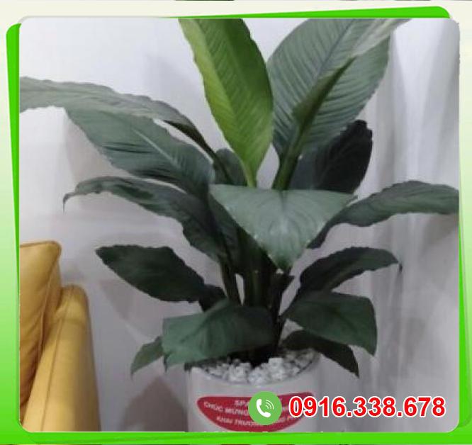 So sánh Cây Lan Ý Mỹ  giá tốt 