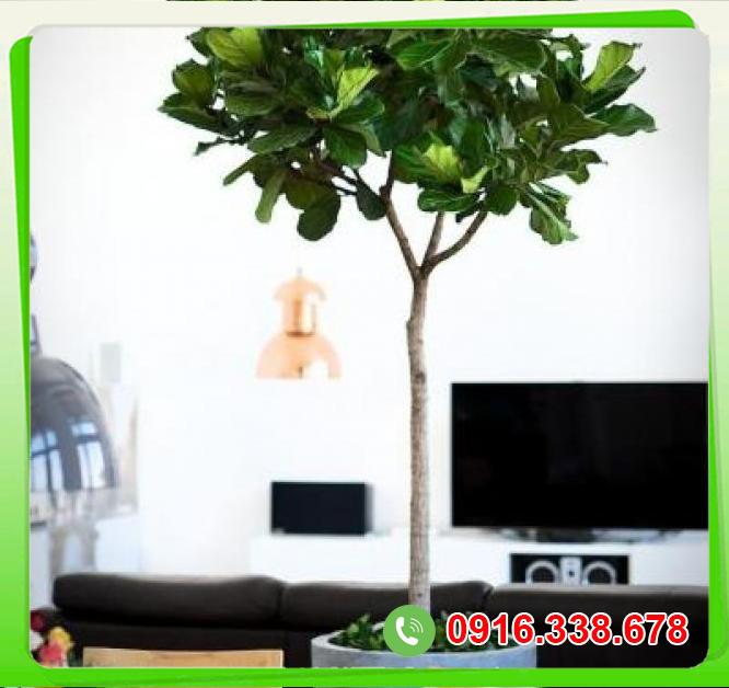  So sánh Cây Bàng Singapo  mới nhất 