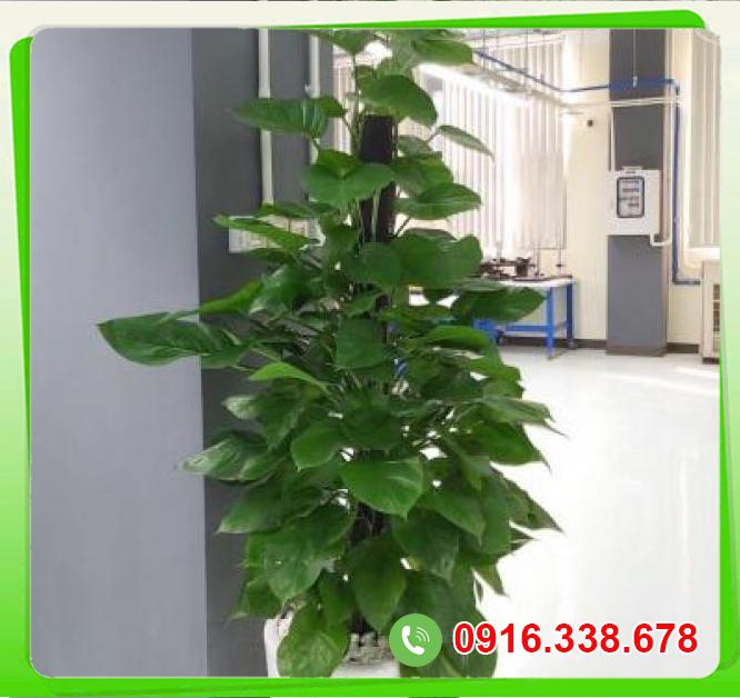  Shop bán Trầu bà leo cột ( Vạn niên thanh)  chính hãng 