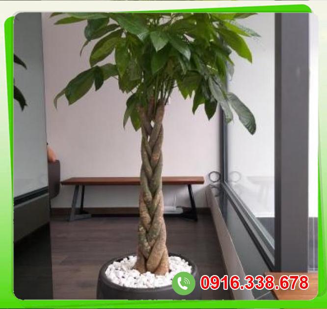  Mua Cây Kim ngân lớn  có tốt không? 