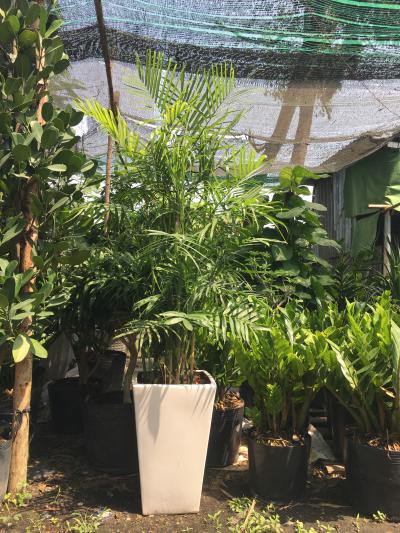  Bỏ sỉ Cây Cau hawai  mới nhất 