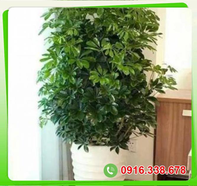  Giá sỉ Cây ngũ gia bì lớn  hàng mới về 
