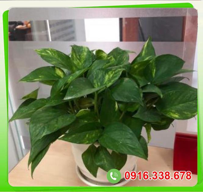  Địa chỉ bán Trầu bà nhỏ  tốt nhất 