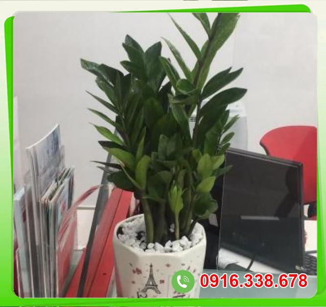  Kho sỉ Kim phát tài nhỏ  chính hãng 