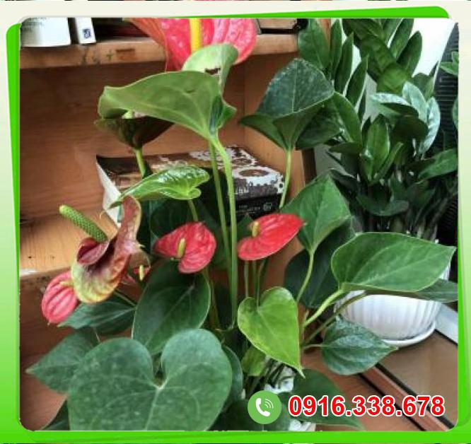  Bỏ sỉ Cây hồng môn nhỏ  tốt nhất 