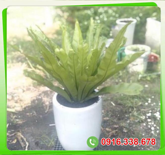  Giá sỉ Cây Ráng ổ phụng  chính hãng 