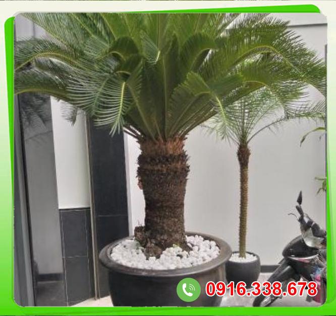  Bỏ sỉ Cây Vạn tuế ngoại thất  cao cấp 