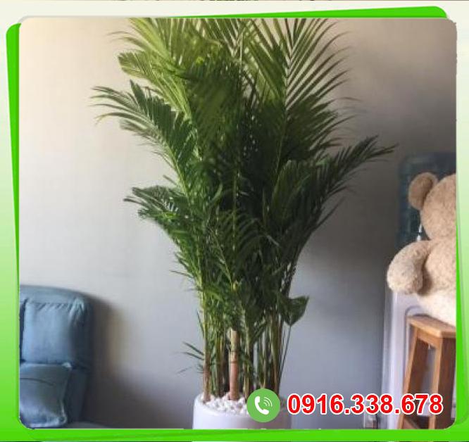 Cung cấp Cây cau lá mềm  chính hãng 