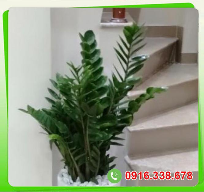  Thông tin kim phát tài ( cỡ trung)  hàng mới về 