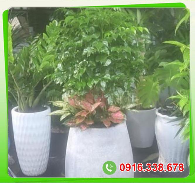  Mua Hạnh phúc- vạn lộc- ngọc ngân  giá sỉ 