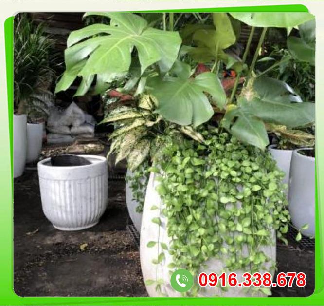  Thông tin Trầu lá xẻ- dola, ngọc ngân, vạn lộc  giá sỉ 