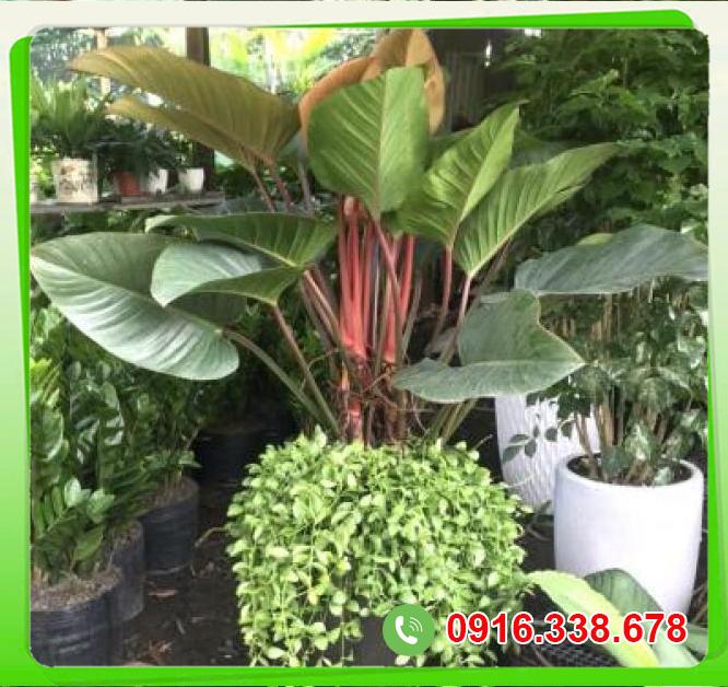  So sánh Trầu đế vương đỏ+ đô la  hàng mới về 