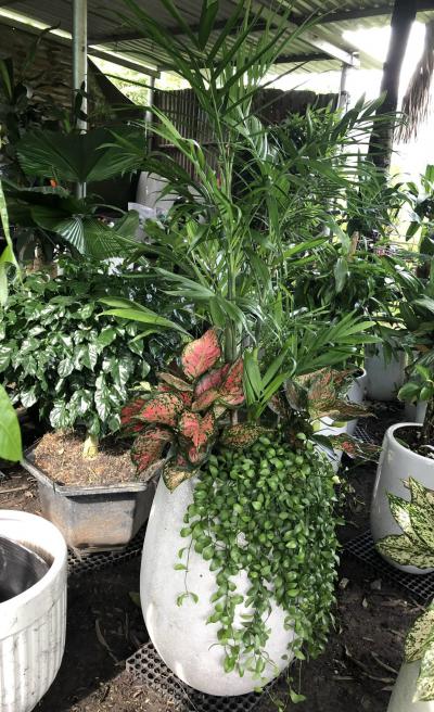  Địa chỉ bán Cau hawai- đôla- vạn lộc  tốt nhất 